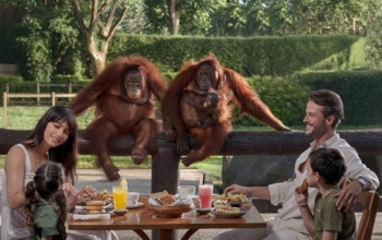 Breakfast With Orang Hutan